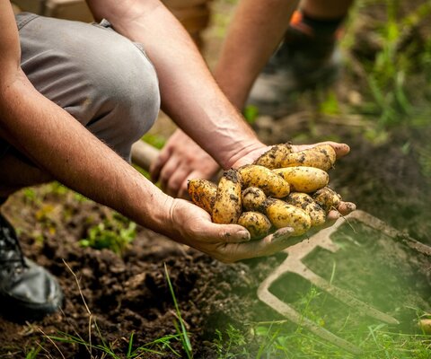 Eine Person hält einige Kartoffeln in beiden Händen, die gerade geerntet wurden.