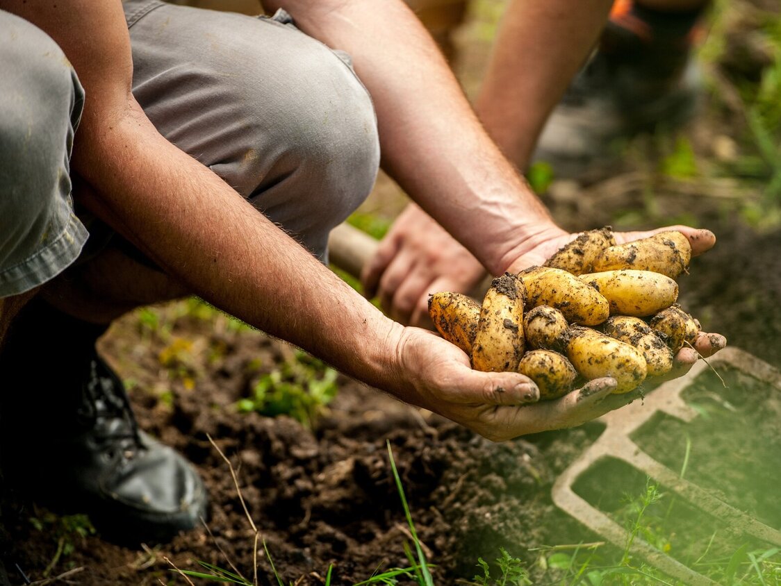Eine Person hält einige Kartoffeln in beiden Händen, die gerade geerntet wurden.