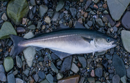 Ein frisch gefangener Seelachs liegt auf feuchten, dunkelgrauen Kieselsteinen.