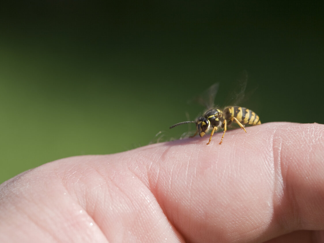 Eine Wespe, die auf den Fingern sitzt.