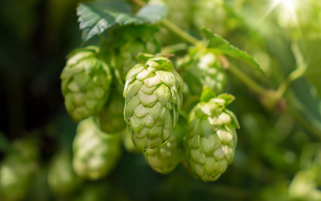 Eine grüne Hopfenpflanze.