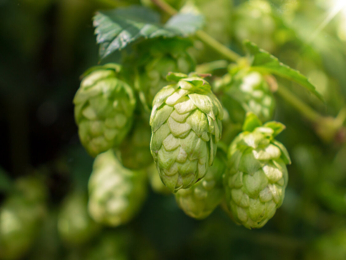 Eine grüne Hopfenpflanze.