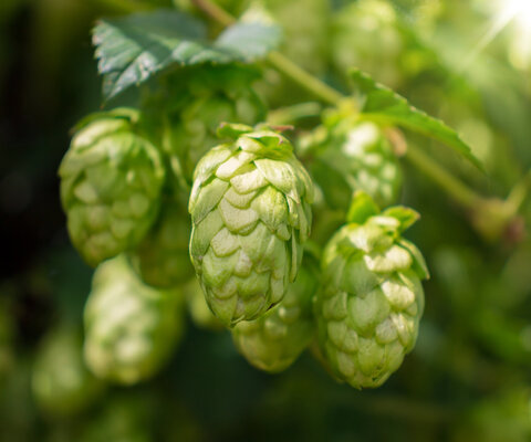 Eine grüne Hopfenpflanze.