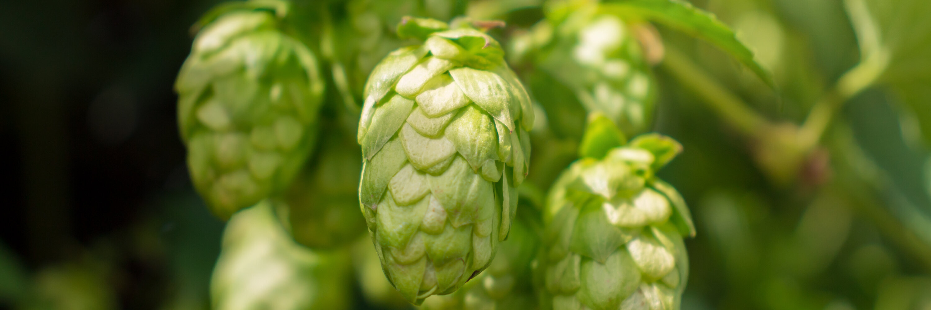 Eine grüne Hopfenpflanze.