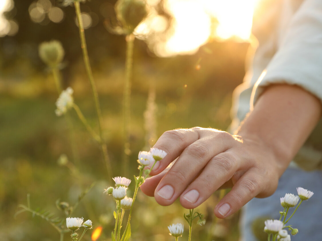 Hand streicht über eine Pflanze in der Natur.