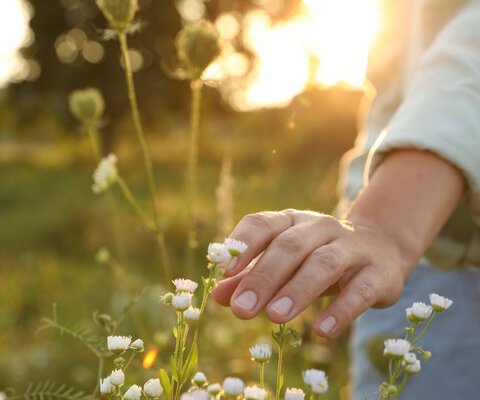 Hand streicht über eine Pflanze in der Natur.