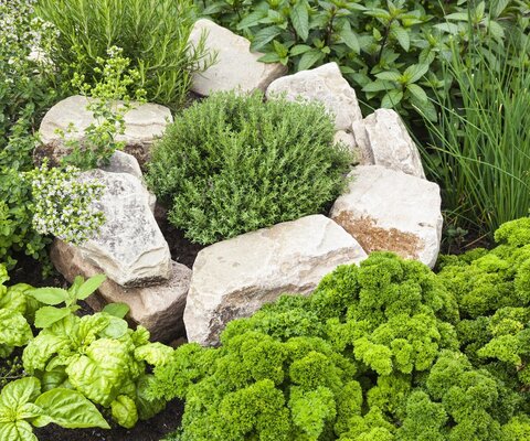 Frische Kräuter im Kräutergarten.