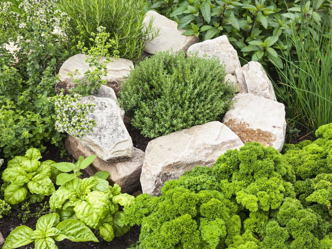 Frische Kräuter im Kräutergarten.