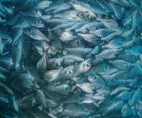 Unterwasseraufnahme von einem Fischernetz voller Doraden.