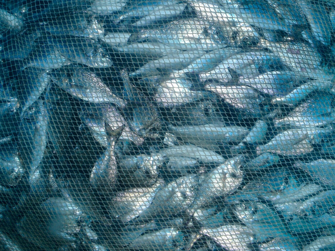 Unterwasseraufnahme von einem Fischernetz voller Doraden.